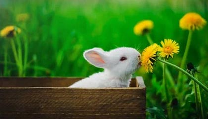 高端局！美媒晒多位球星近期野球局 戈登、穆雷、小贾等人在列